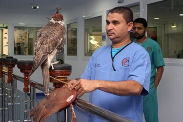 A Doha, une clinique dédiée aux faucons