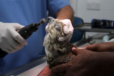 A Doha, une clinique dédiée aux faucons