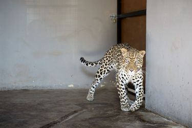 Bagheera, le léopard atteint d&#039;une tumeur cancéreuse sauvé grâce à la radiothérapie