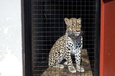 Bagheera, le léopard atteint d&#039;une tumeur cancéreuse sauvé grâce à la radiothérapie