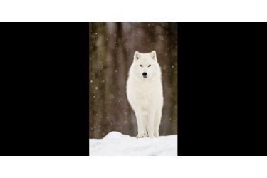 Dans la neige, ce joli loup blanc se fond parfaitement dans le paysage glacé. (voir <br />
l’épingle<br />
)Suivez nous sur Pinterest<br />
 !