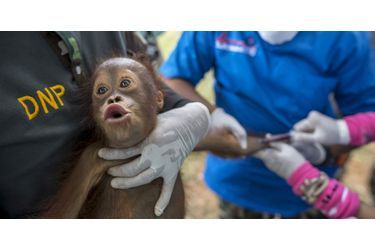 Derniers examens avant le retour en Indonésie pour les orangs-outans