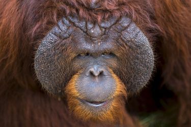 Derniers examens avant le retour en Indonésie pour les orangs-outans
