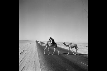 Des chameaux traversant une route dans le désert