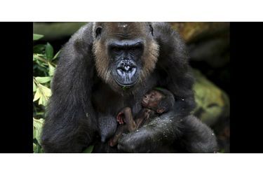 Deux petits gorilles sont nés au zoo de Taronga en l'espace de sept mois