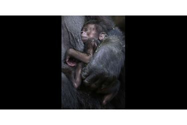 Deux petits gorilles sont nés au zoo de Taronga en l'espace de sept mois