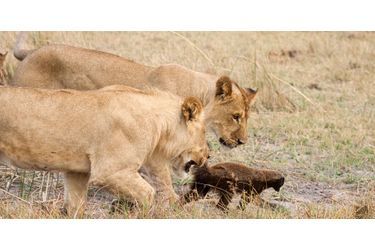 Huit lions ont essayé de manger un ratel