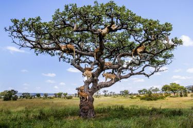 L’arbre aux lions, en Tanzanie