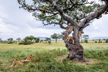 L’arbre aux lions, en Tanzanie