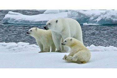L'ourson polaire perd l'équilibre sur la banquise