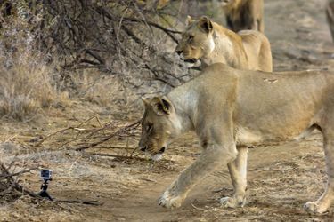 La lionne vole une GoPro, en Afrique du Sud