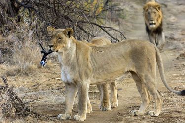 La lionne vole une GoPro, en Afrique du Sud
