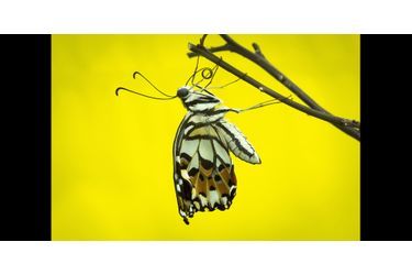 La transformation d&#039;une chenille en papillon