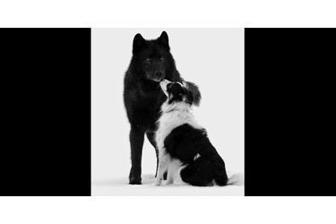 Chien et loup sont génétiquement proches, ils peuvent parfois cohabiter ensemble. (voir <br />
l’épingle<br />
)Suivez nous sur Pinterest<br />
 !