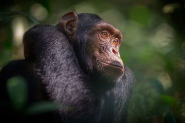 Le chimpanzé penseur en Ouganda