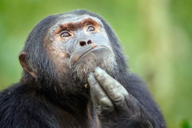 Le chimpanzé penseur en Ouganda