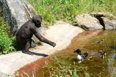 Le jeune gorille veut faire ami-ami avec le canard