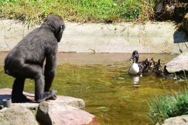 Le jeune gorille veut faire ami-ami avec le canard