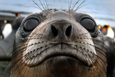 Le (presque) selfie du phoque sur l'île Macquarie