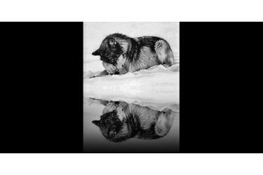 Le loup s’observe dans le reflet de l’eau, ne comprenant pas qui est celui qu’il voit. (voir l’épingle<br />
)Suivez nous sur Pinterest<br />
 !