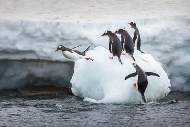 Le saut des manchots sur une banquise de l'île de Danco, en Antarctique