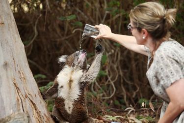 Les koalas hydratés à la gourde à Adelaide, en Australie
