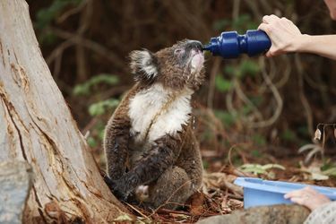 Les koalas hydratés à la gourde à Adelaide, en Australie