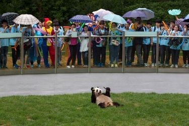 Les pandas sont prêts pour l’été