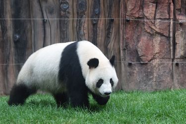 Les pandas sont prêts pour l’été