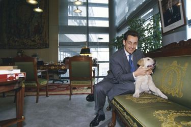Nouveau ministre du Budget du gouvernement Balladur, Nicolas Sarkozy pose dans son bureau avec son labrador, Indy.
