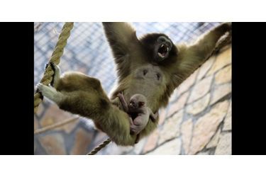 Naissance d&#039;un petit gibbon au zoo de Saint-Pétersbourg