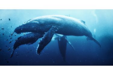 Plongée avec les baleines à bosse au Mexique