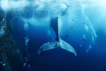 Plongée avec les baleines à bosse au Mexique
