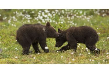 Scènes de vie chez les ours dans la forêt finlandaise