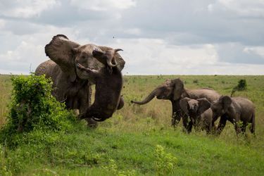 Un buffle soulevé dans les airs par un éléphant furieux
