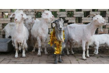 Yangyang la chèvre clonée fête ses 15 ans