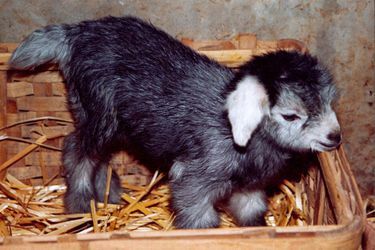 Yangyang la chèvre clonée fête ses 15 ans