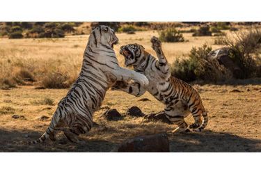 Féroce combat de tigresses
