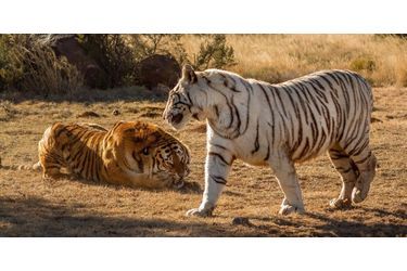 Féroce combat de tigresses