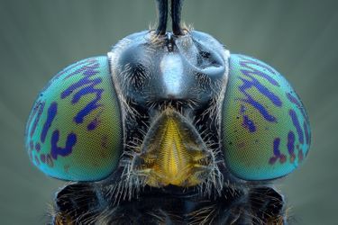 La beauté cachée des insectes