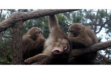 Avec les macaques des monts Jaunes, en Chine
