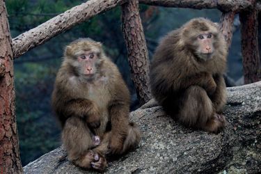 Avec les macaques des monts Jaunes, en Chine