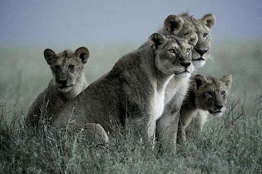 Des lions à l'affût dans le parc du Serengeti, en Tanzanie