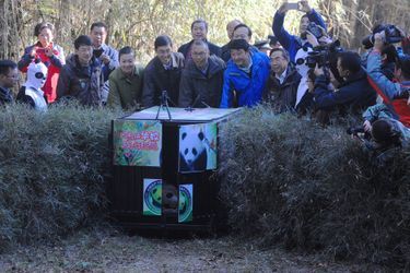 Hua Jiao le panda retrouve la nature