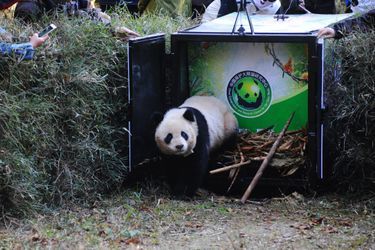 Hua Jiao le panda retrouve la nature