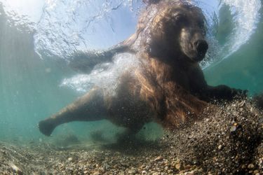 L’ours en apnée lors d'une partie de pêche en Russie