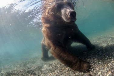 L’ours en apnée lors d'une partie de pêche en Russie