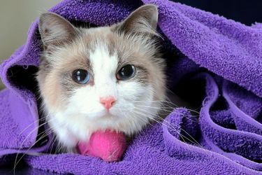 La chatte survit à un tour… dans le sèche-linge
