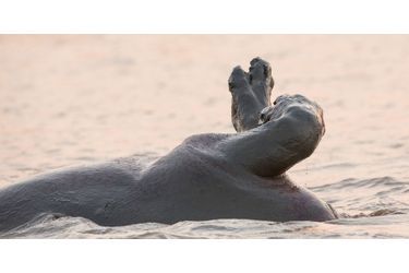 La nage synchronisée de l’hippopotame en Afrique du Sud