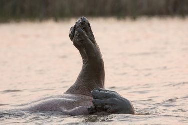 La nage synchronisée de l’hippopotame en Afrique du Sud